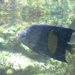 Halfmoon Angelfish, photo 10