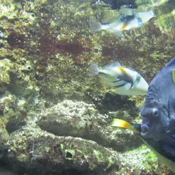 Halfmoon Angelfish, photo 11