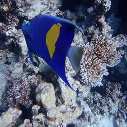 Halfmoon Angelfish, photo 12