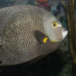 French angelfish