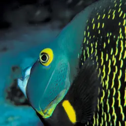 French angelfish, photo 2