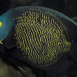 French angelfish, photo 3