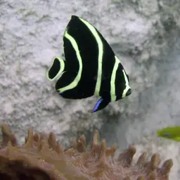 French angelfish, photo 4