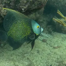 French angelfish, photo 5