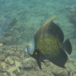 French angelfish, photo 6
