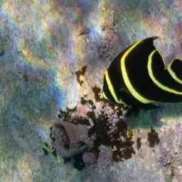 French angelfish, photo 7