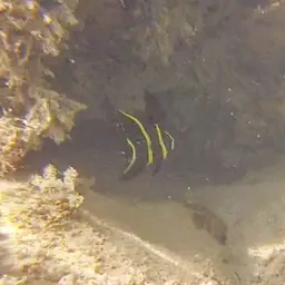 French angelfish, photo 8