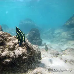 French angelfish, photo 9