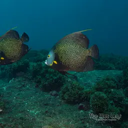 French angelfish, photo 10