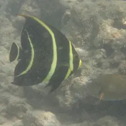 French angelfish, photo 11