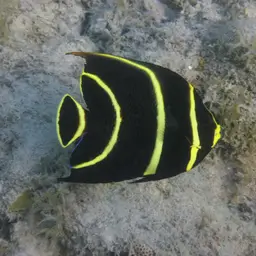 French angelfish, photo 12