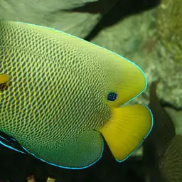 Yellow-faced Angelfish, photo 1