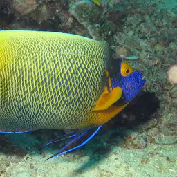 Yellow-faced Angelfish, photo 2