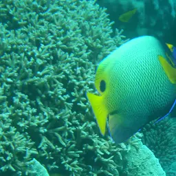 Yellow-faced Angelfish, photo 3