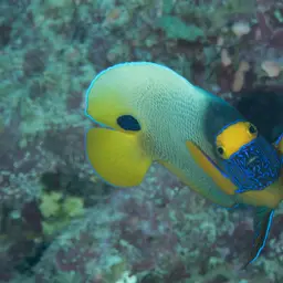 Yellow-faced Angelfish, photo 4