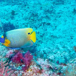 Yellow-faced Angelfish, photo 5