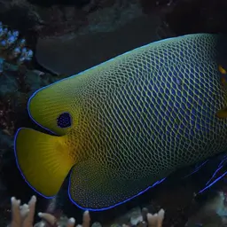 Yellow-faced Angelfish, photo 6