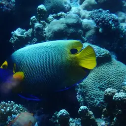 Yellow-faced Angelfish, photo 7