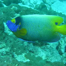 Yellow-faced Angelfish, photo 9
