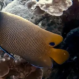 Yellow-faced Angelfish, photo 10