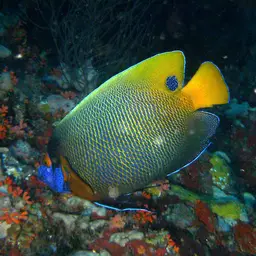 Yellow-faced Angelfish, photo 11