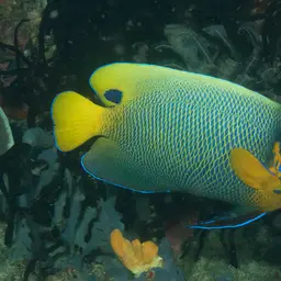Yellow-faced Angelfish, photo 12