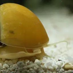 Mystery Snail