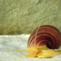 Mystery Snail, photo 2