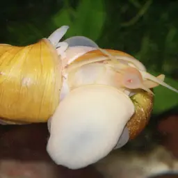 Mystery Snail, photo 3