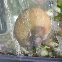 Mystery Snail, photo 4