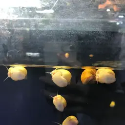Mystery Snail, photo 5