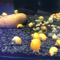 Mystery Snail, photo 6