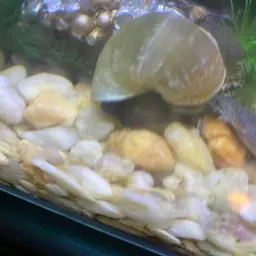 Mystery Snail, photo 7