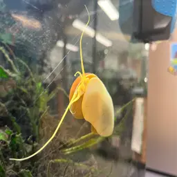 Mystery Snail, photo 8