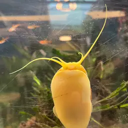 Mystery Snail, photo 9