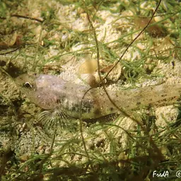 Marbled Goby