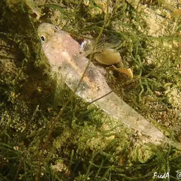 Marbled Goby, photo 2