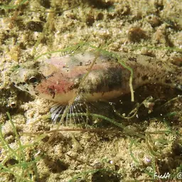 Marbled Goby, photo 3