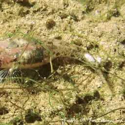 Marbled Goby, photo 4