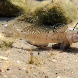 Marbled Goby, photo 5