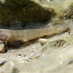 Marbled Goby, photo 6