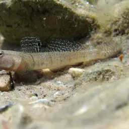 Marbled Goby, photo 7