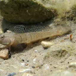Marbled Goby, photo 8