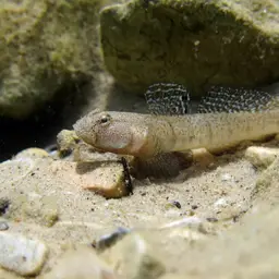 Marbled Goby, photo 9