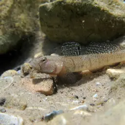 Marbled Goby, photo 10