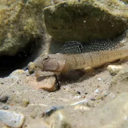 Marbled Goby, photo 11