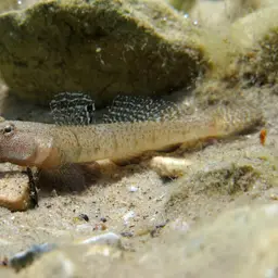 Marbled Goby, photo 12