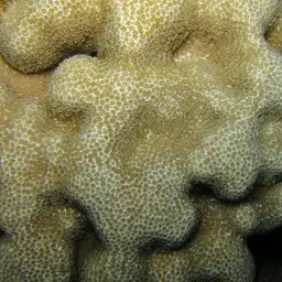 Hump Coral, photo 1