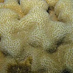 Hump Coral, photo 2