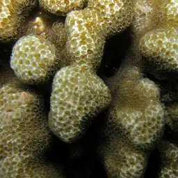 Hump Coral, photo 3